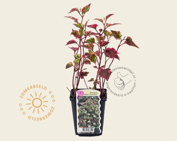 Houttuynia cordata 'Chameleon'