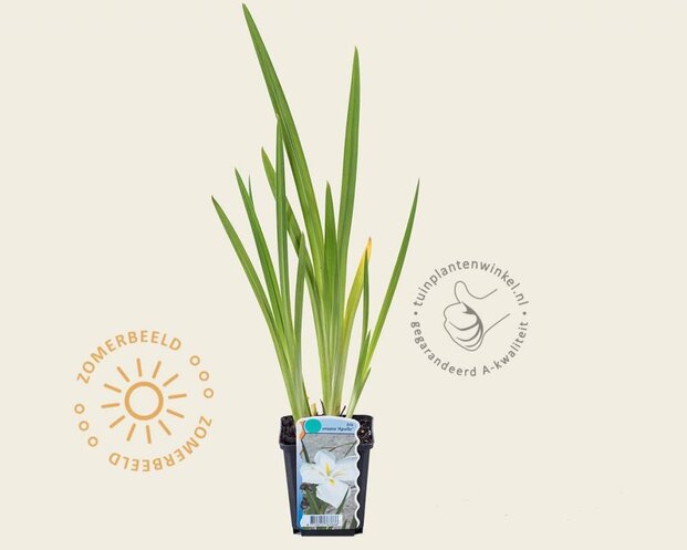Iris ensata 'Apollo'