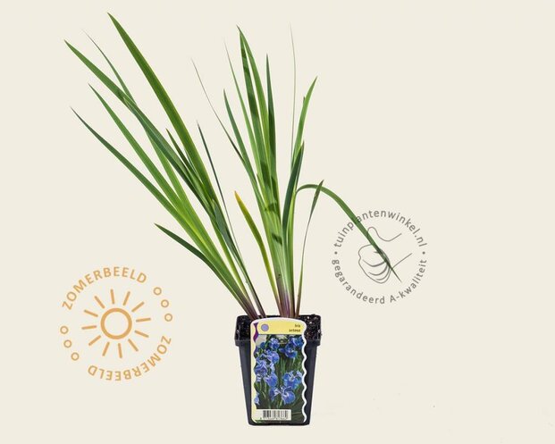 Iris setosa
