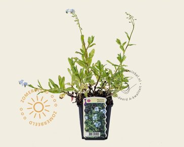 Myosotis palustris