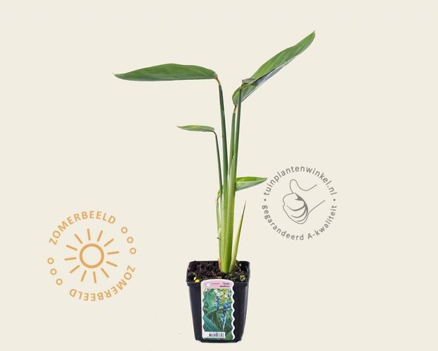 Thalia dealbata