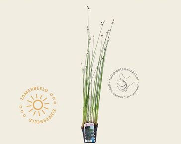Scirpus lacustris