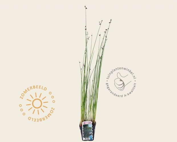 Scirpus lacustris