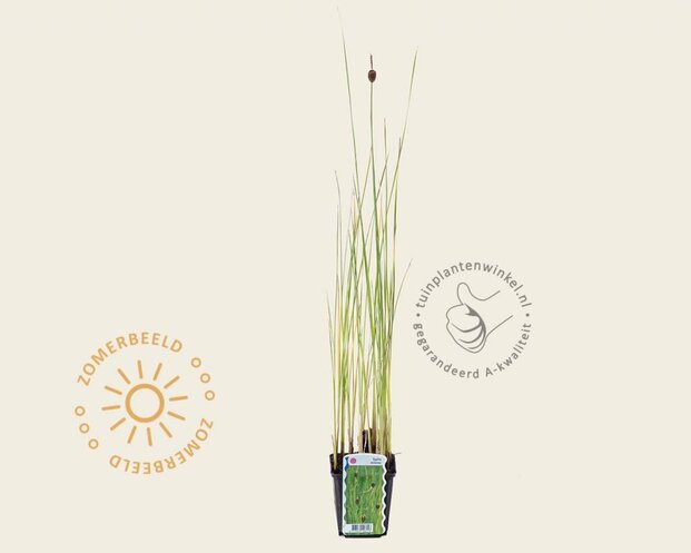 Typha minima