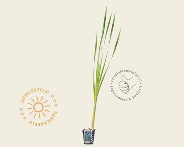 Typha latifolia