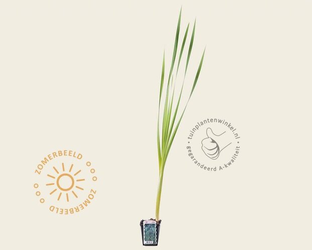 Typha latifolia