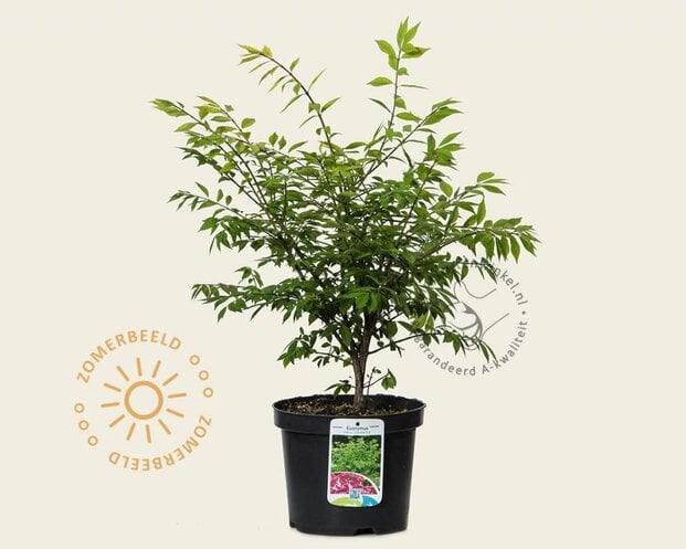 Euonymus alatus 'Compactus'