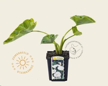 Zantedeschia aethiopica