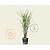 Miscanthus sinensis 'Strictus'