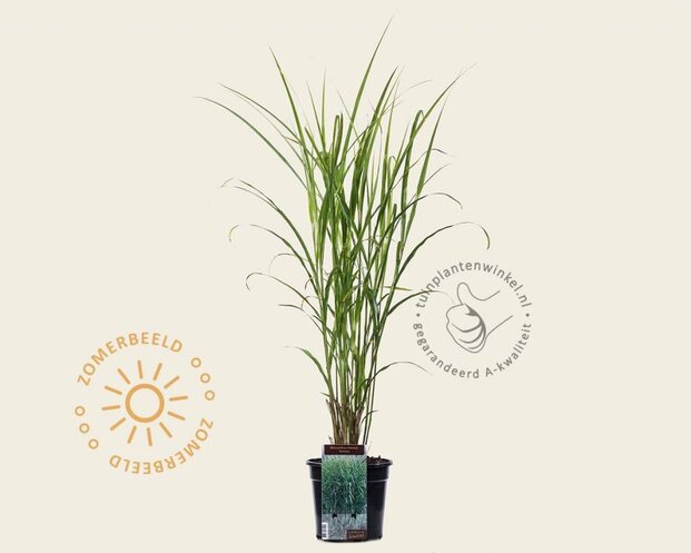 Miscanthus sinensis 'Strictus'