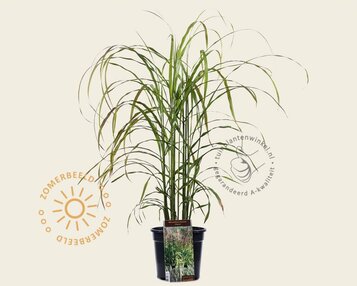 Miscanthus sinensis 'Ghana' image
