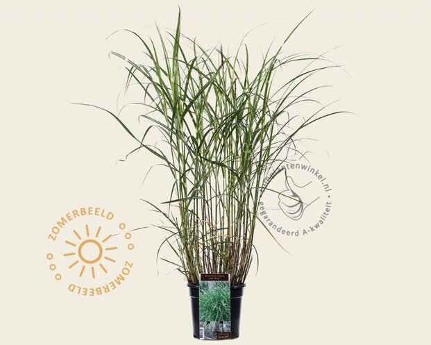 Miscanthus sinensis 'Little Zebra'
