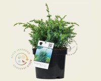 Juniperus chinensis 'Blue Alps'