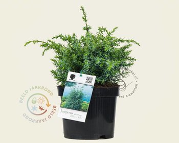 Juniperus chinensis 'Blue Alps'