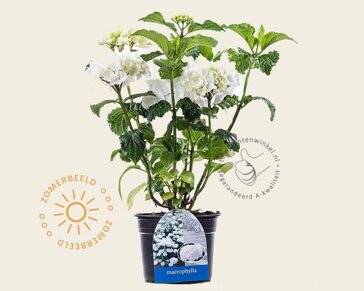 Hydrangea macrophylla 'Madame Emile Mouillere'