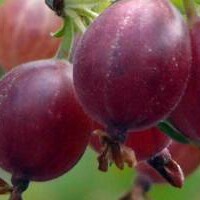 Kruisbes