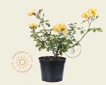 Rosa 'Yellow Fleurette'