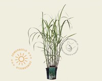 Miscanthus sinensis 'Cosmopolitan'