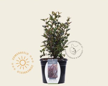 Physocarpus opulifolius 'Little Devil' image