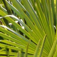 Trachycarpus fortunei