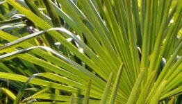 Trachycarpus fortunei image