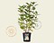 Hydrangea paniculata 'Early Sensation'