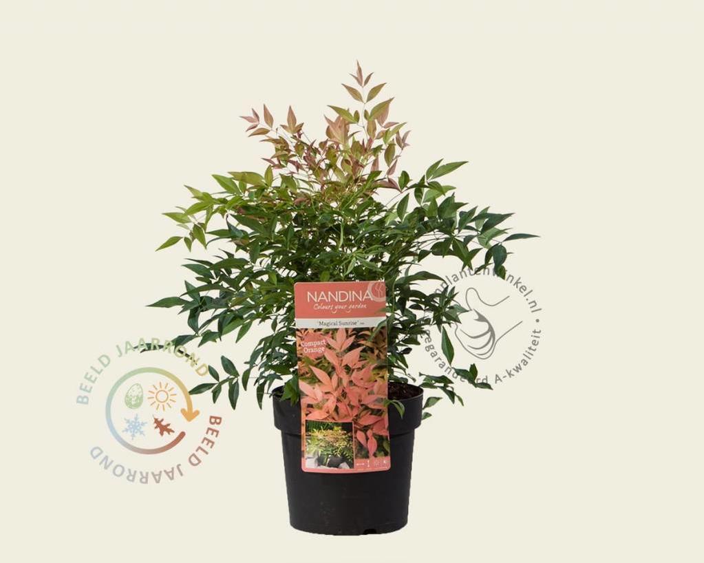 Nandina domestica 'Magical Sunrise'