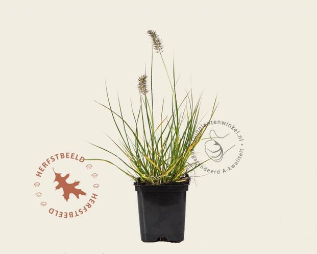 Pennisetum alopecuroides 'Little Bunny'