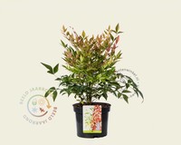 Nandina domestica 'Gulfstream'