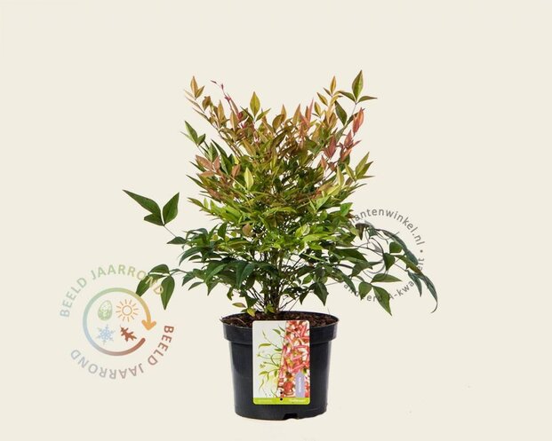 Nandina  domestica 'Gulfstream'