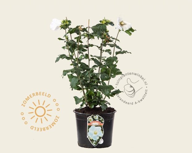 Hibiscus syriacus 'Totus Albus'