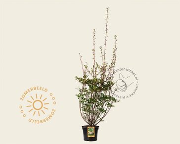 Enkianthus campanulatus