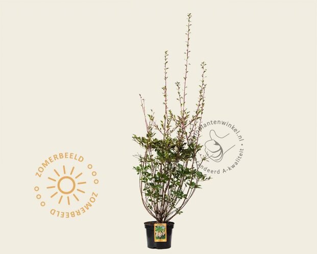 Enkianthus campanulatus