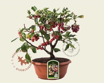 Malus 'Braendkjaer' - bonsai in schaal