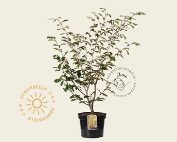 Hamamelis x intermedia 'Arnold Promise'