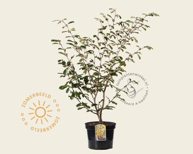Hamamelis x intermedia 'Arnold Promise'
