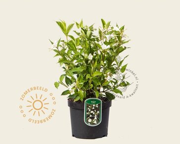Weigela 'Candida'
