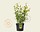 Kerria japonica 'Pleniflora'