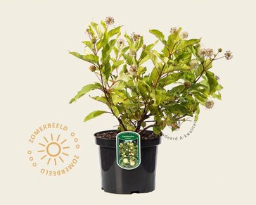 Cephalanthus occidentalis