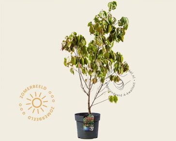 Cornus florida