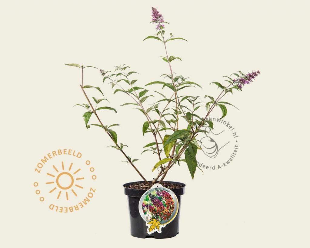 Buddleja weyeriana 'Flower Power'