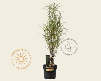 Frangula alnus 'Fine Line' image