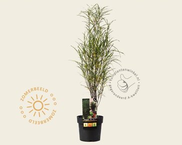 Frangula alnus 'Fine Line'