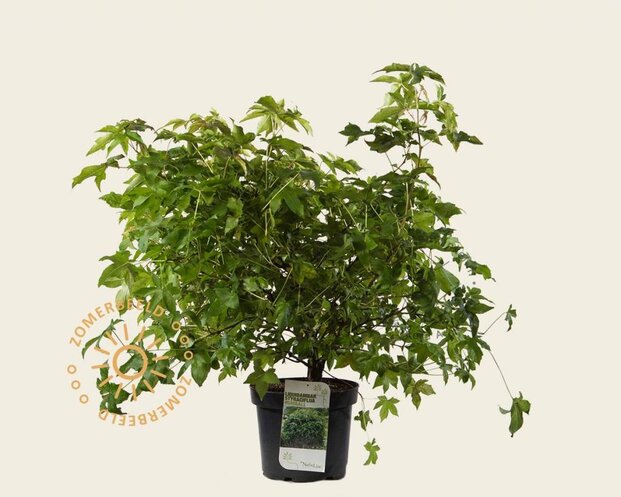 Liquidambar styraciflua 'Gum Ball' - struik