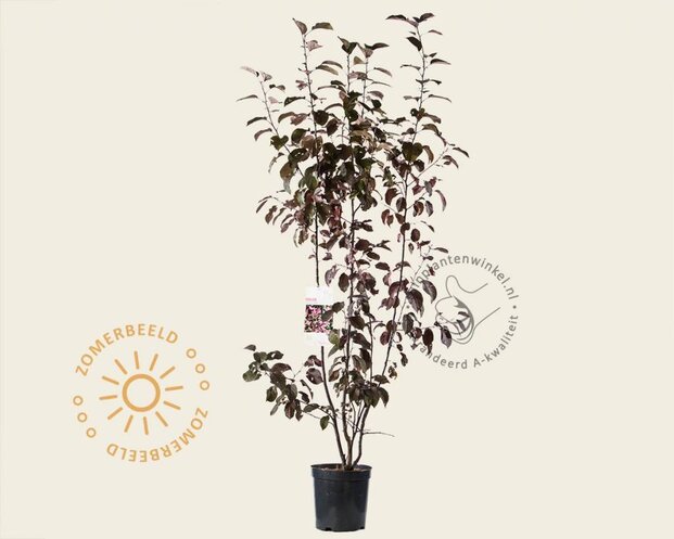 Malus 'Mokum'
