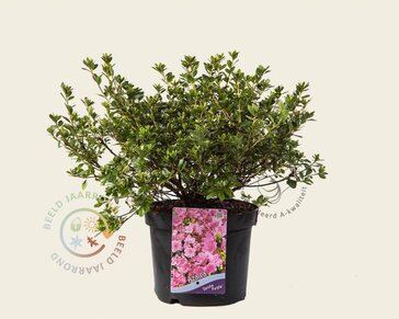Rhododendron Azalea 'Geisha Purple'
