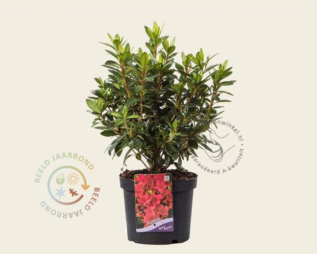 Rhododendron Azalea 'Georg Arends'