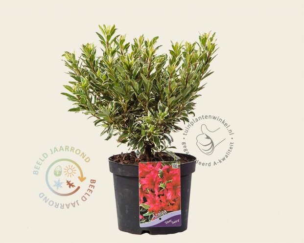 Rhododendron Azalea 'Silver Sword'