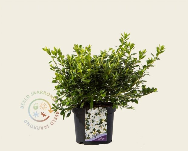 Rhododendron Azalea 'Pleasant White'