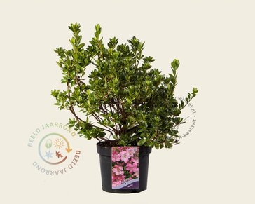 Rhododendron Azalea 'Kirstin'